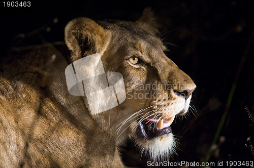 Image of Female lion at night