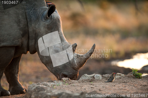 Image of Rhino and tiny bird