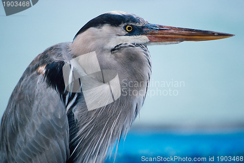 Image of Great blue heron