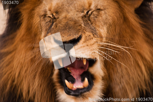 Image of Roaring lion