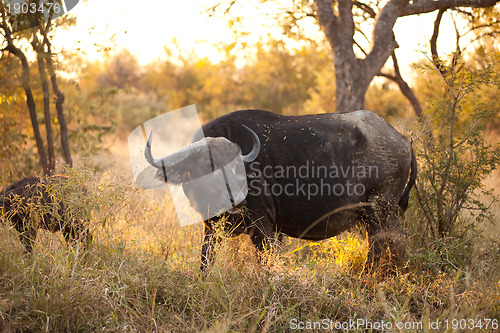 Image of African buffalo