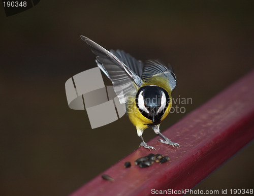 Image of Titmouse