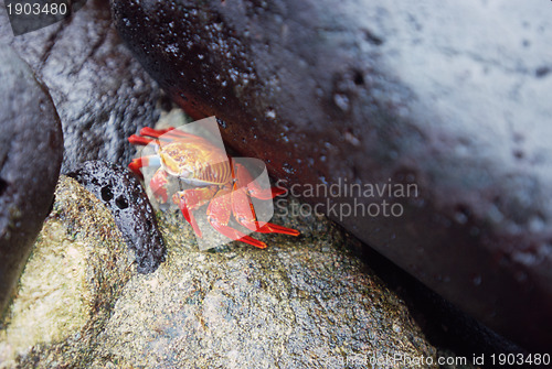 Image of Orange Sally Lightfoot Crab