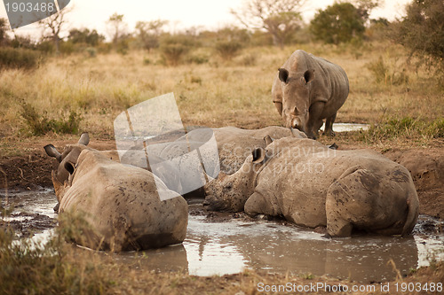 Image of Rhinos lying in the mud