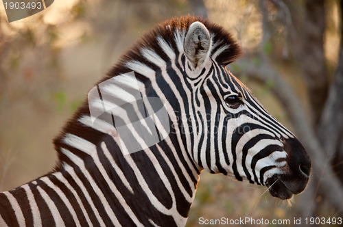 Image of Plains zebra