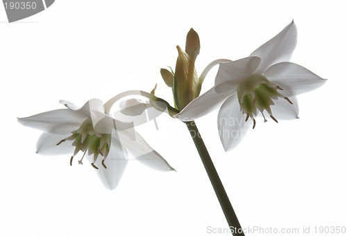 Image of High key amaryllis