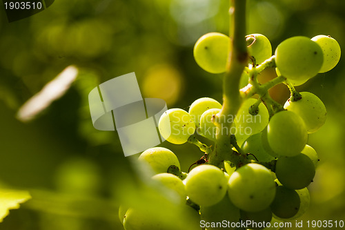 Image of Grapes growing