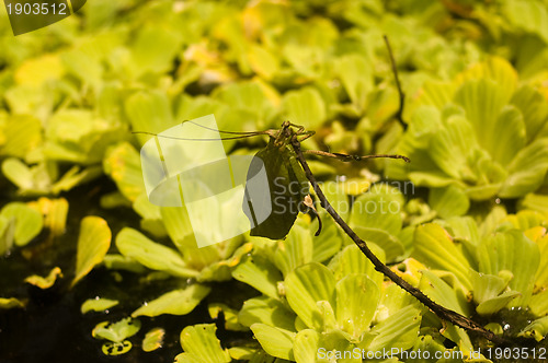 Image of Leaf-mimicking katydid