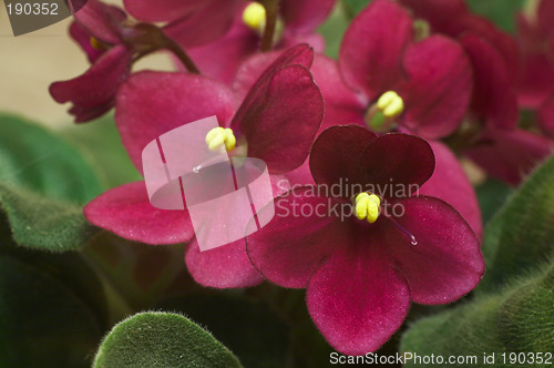 Image of African violets