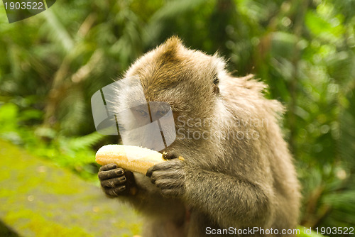 Image of Balinese monkey with banana