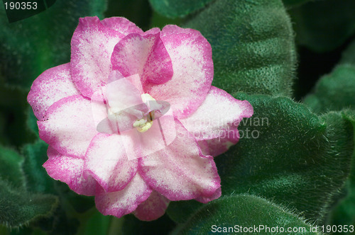 Image of African violets