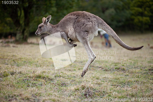 Image of Jumping kangaroo