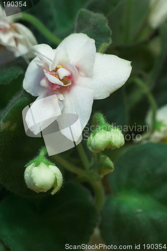 Image of African violets