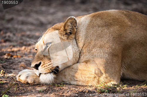 Image of Female lion relaxing