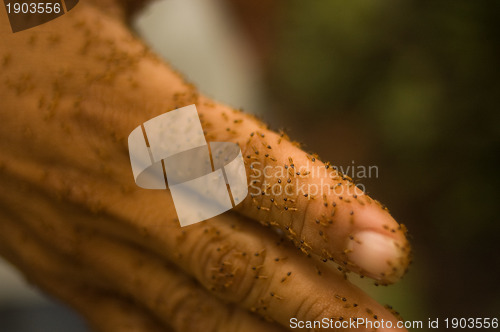 Image of Hand covered in termites