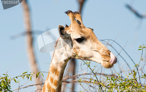 Image of Giraffe licking lips
