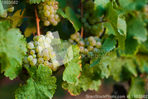 Image of Grapes growing