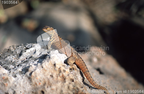Image of Brown Galapagos lizard