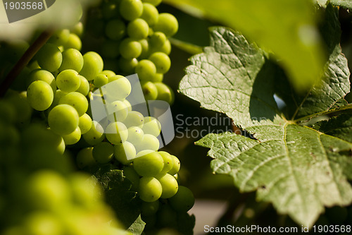 Image of Grapes growing