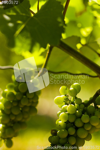 Image of Grapes growing