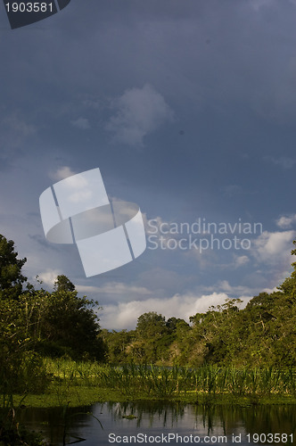 Image of Amazon Rainforest in Peru