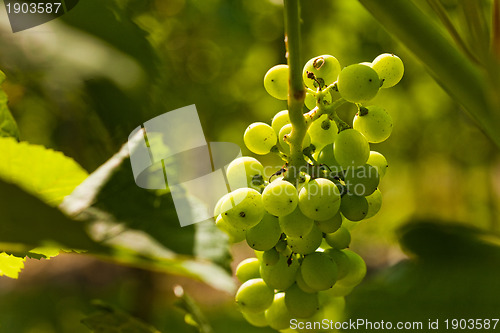 Image of Grapes growing