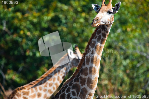 Image of Giraffes