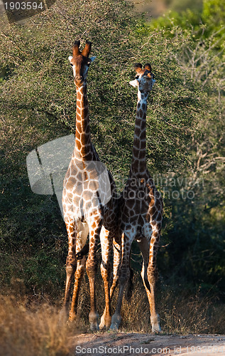 Image of Giraffes