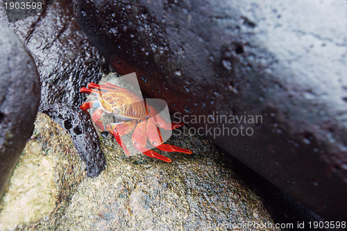 Image of Orange sally lightfoot crab