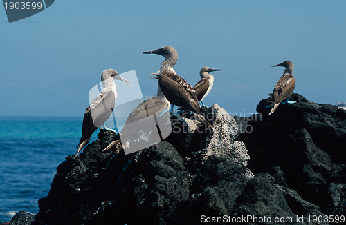 Image of Blue-footed boobies