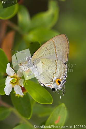 Image of Butterfly