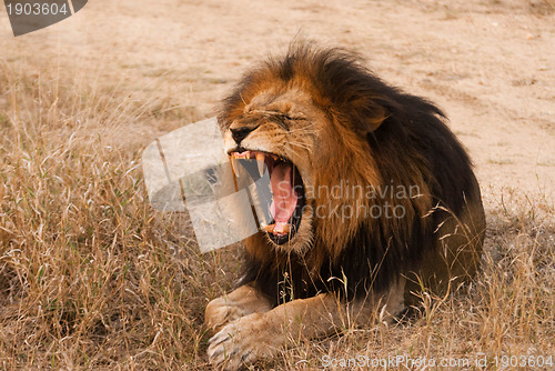 Image of Yawning lion