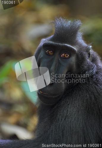 Image of Black macaque