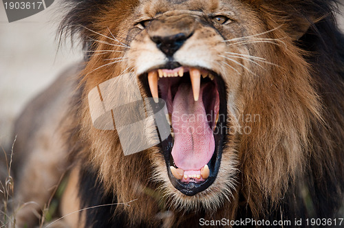 Image of Angry roaring lion