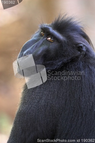 Image of Black macaque