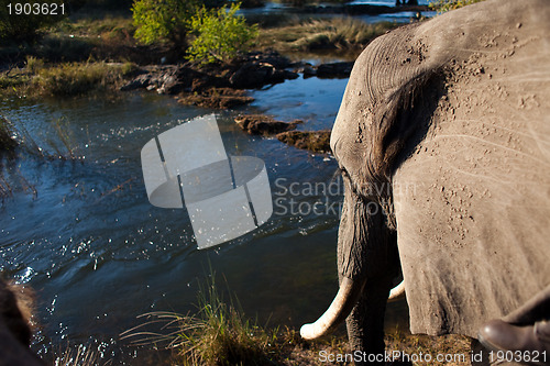 Image of African bush elephant at river