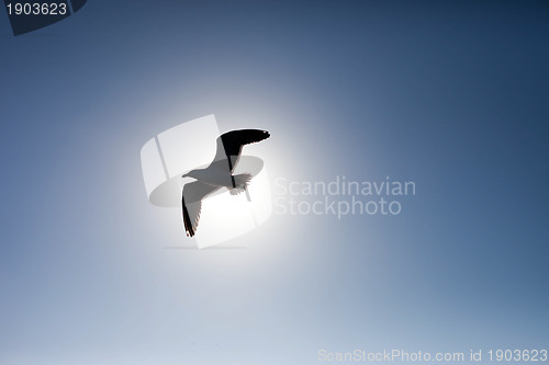 Image of Seagull against the sun