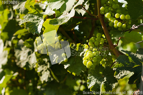 Image of Grapes growing