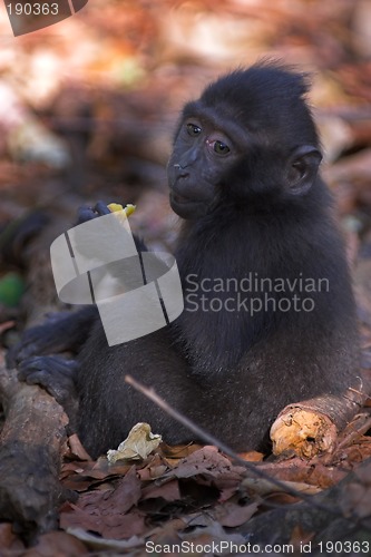 Image of Black macaque