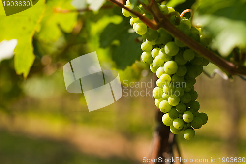 Image of Grapes growing