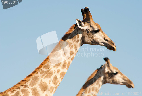 Image of Giraffes against blue sky