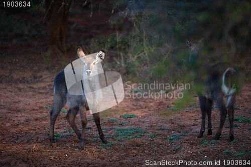 Image of Startled female Ellipsen waterbuck