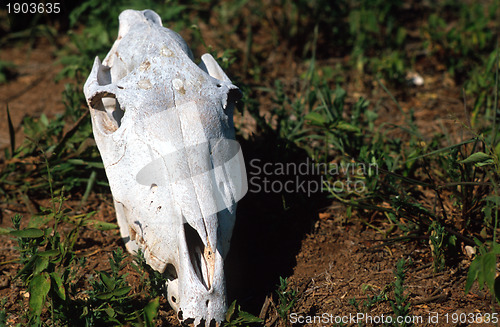 Image of Dry animal skull