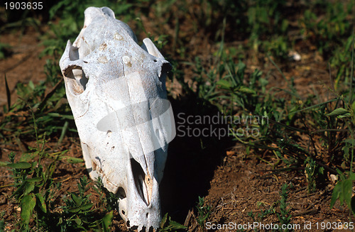 Image of Dry animal skull