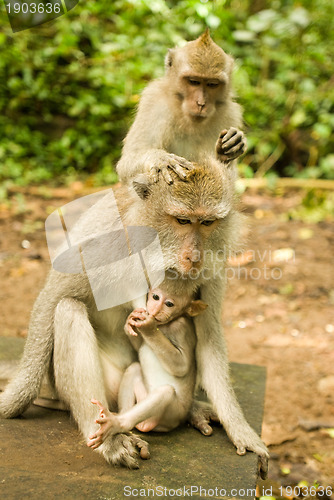 Image of Baby monkey and mother