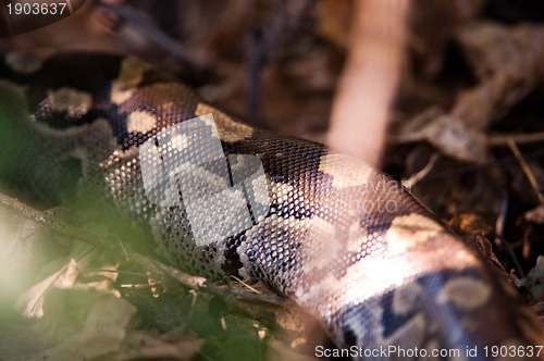 Image of African rock python