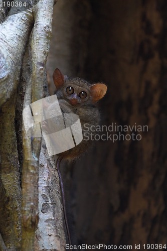 Image of Spectral tarsier