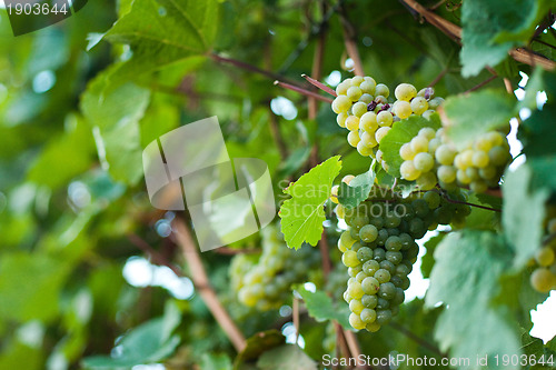 Image of Grapes growing