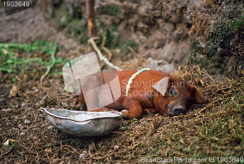 Image of Sleeping pig