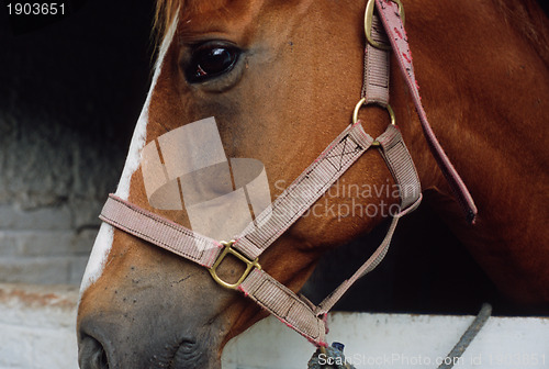 Image of Horse's head